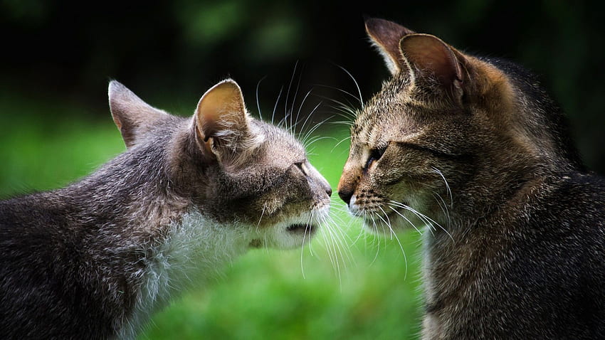 Two Cats Gray Cats A Couple On The Tv Kissing Cute Cats 8 Hd