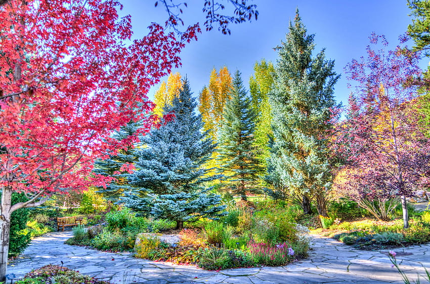 秋、紅葉、コロラド州、秋、植物、葉、秋の旅行 高画質の壁紙