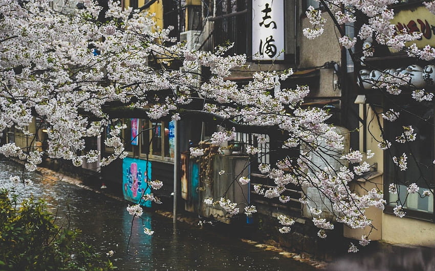 Japan, Cherry Blossom, Street, Raining, Scenic, Pretty - Japanese Cherry Blossom, Japanese Scenic HD wallpaper