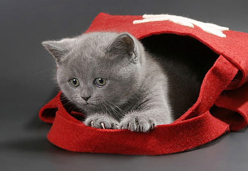 KITTEN IN RED BAG, kitten, gray, bag, red, cute, cat, feline HD wallpaper