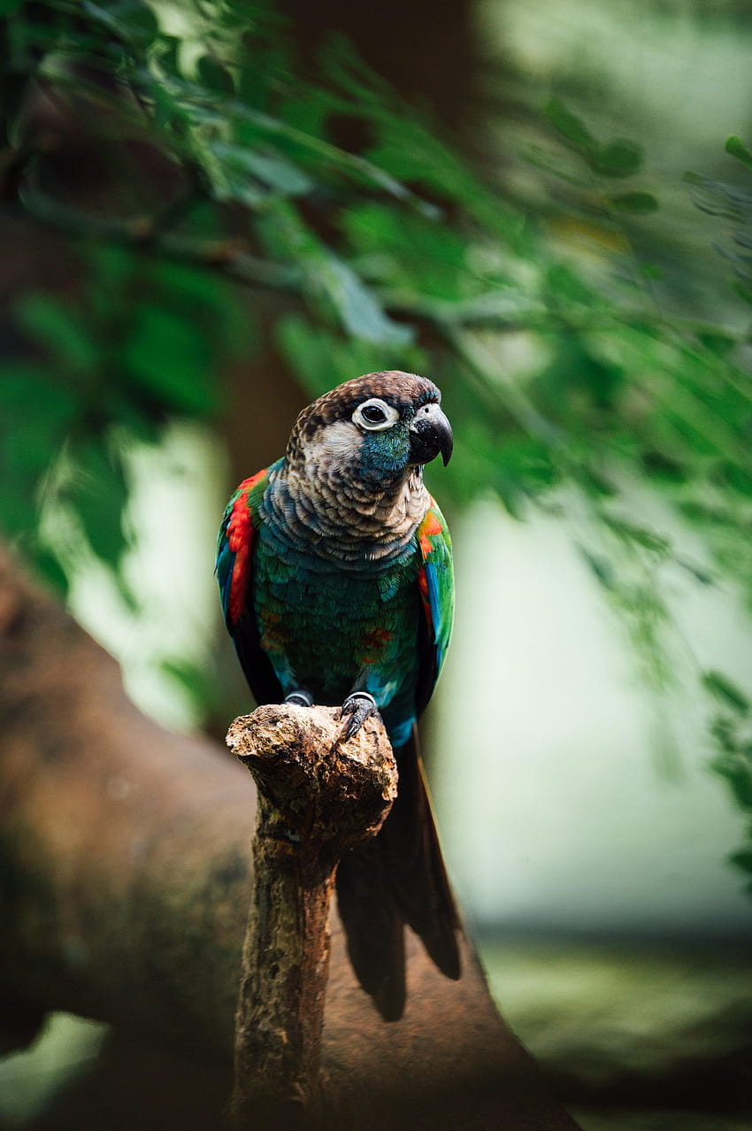Animals, Parrots, Bird, Multicolored, Motley, Branch HD phone wallpaper