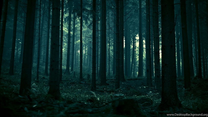 px 妖精の暗い森の背景、暗い魔法の森 高画質の壁紙