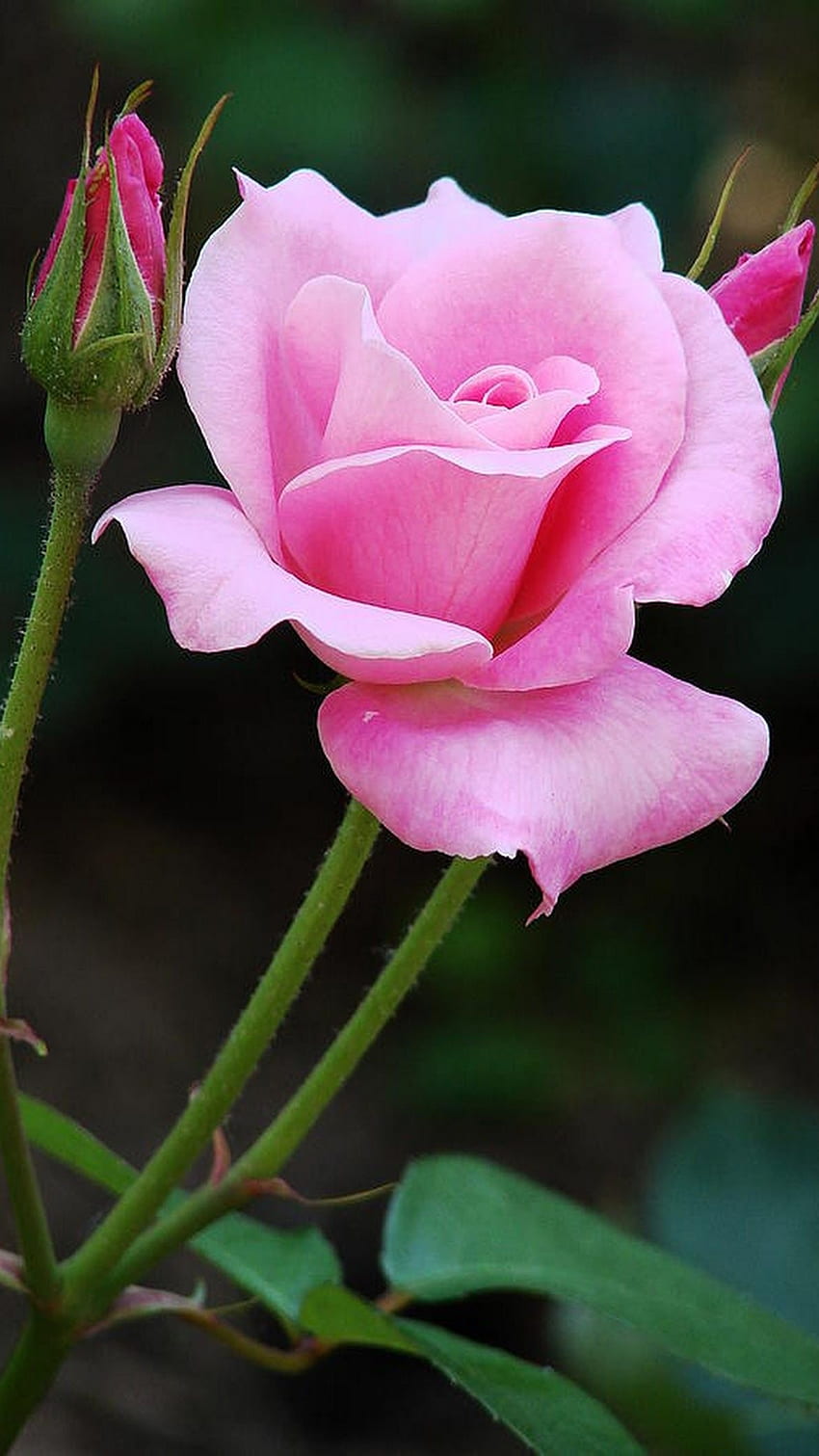 Rose, rosa Rose, schöne Rose HD-Handy-Hintergrundbild