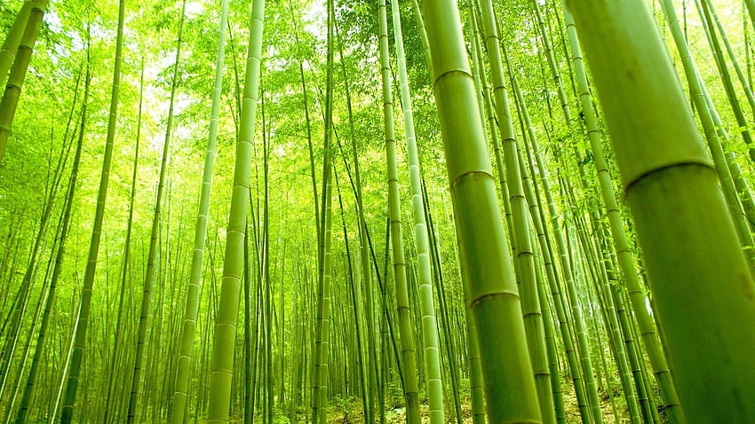 Of Bamboo Trees in China - ., Chinese Bamboo HD wallpaper