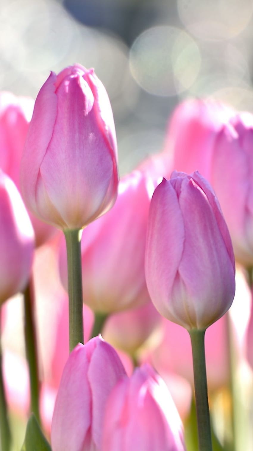 Tulipán de tierra (), Tulipán rosa fondo de pantalla del teléfono