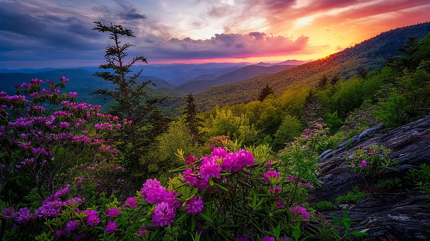 Mountain sunrise, summer, wildflowers, beautiful, sky, spring, sunset, sunrise, mountain HD wallpaper