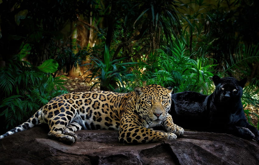 greens, look, leaves, light, pose, the dark background, stones, palm trees, thickets, two, paws, Panther, jungle, pair, Jaguar, wild cats for , section кошки HD wallpaper