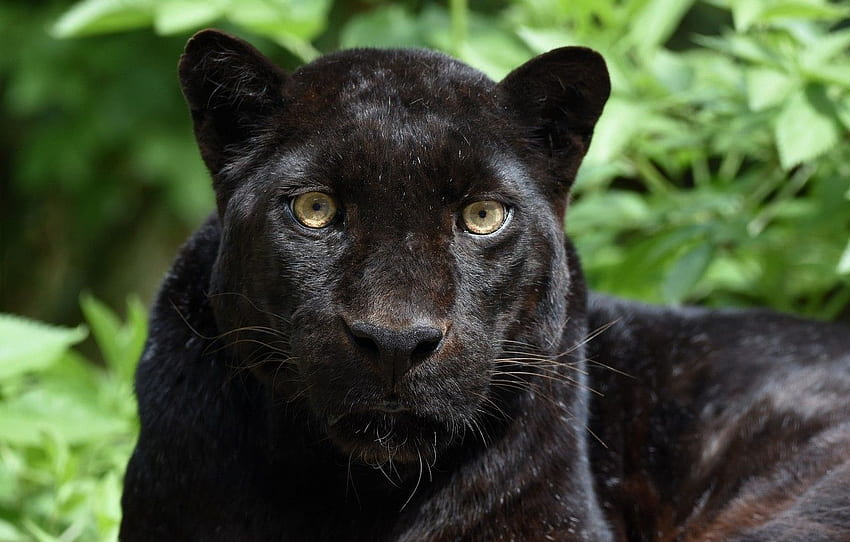 face, portrait, predator, Panther, wild cat, black, Black Leopard HD wallpaper