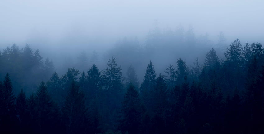 Natura, drzewa, zmierzch, las, mgła, zmierzch Tapeta HD