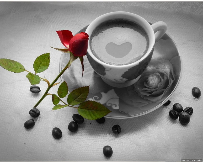 Czy napijesz się kawy?, Kawa, Kolor, , Róża Tapeta HD