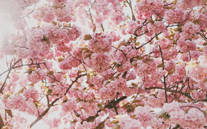 Sakura Blossom, Cherry, Tree, Pink Flowers, Aesthetic Cherry Blossoms HD wallpaper