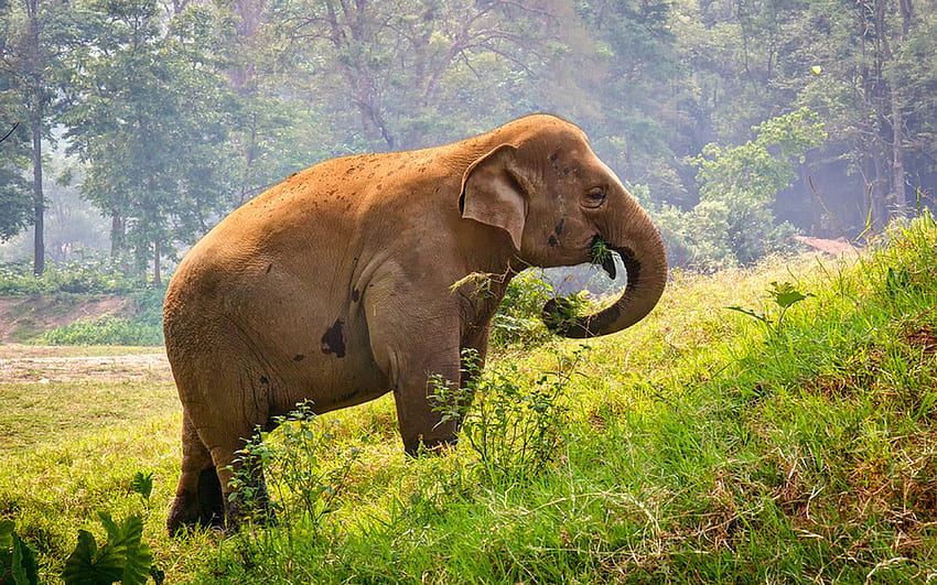 Thai Elephant Grazing, Meadow Green Grass Forest Trees, Thailand Forest HD wallpaper