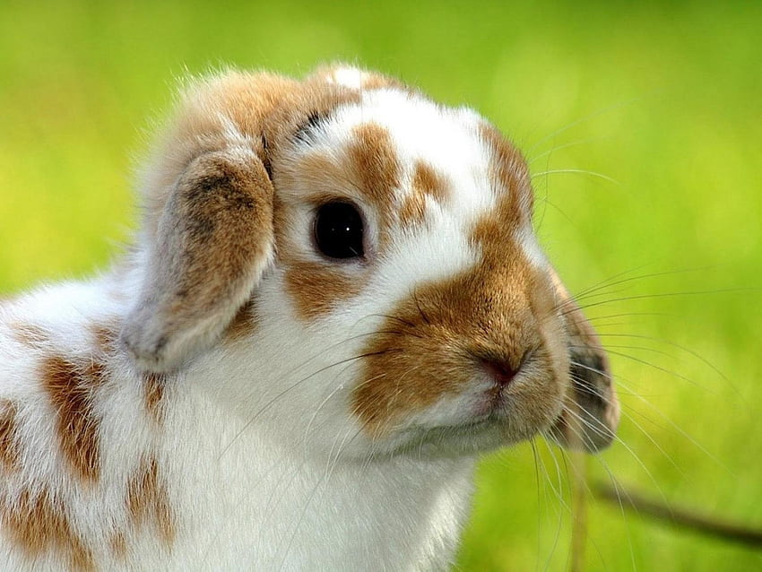 Animals, Rabbits HD wallpaper | Pxfuel