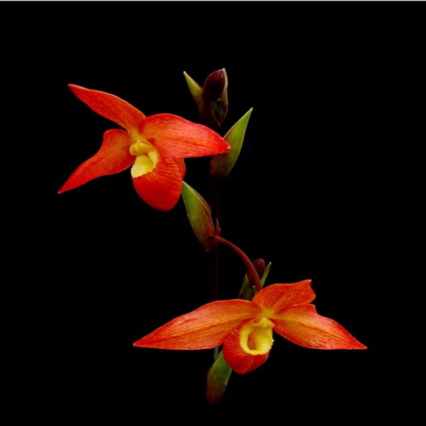 orquídea, egzótico, vermelho, flor papel de parede HD