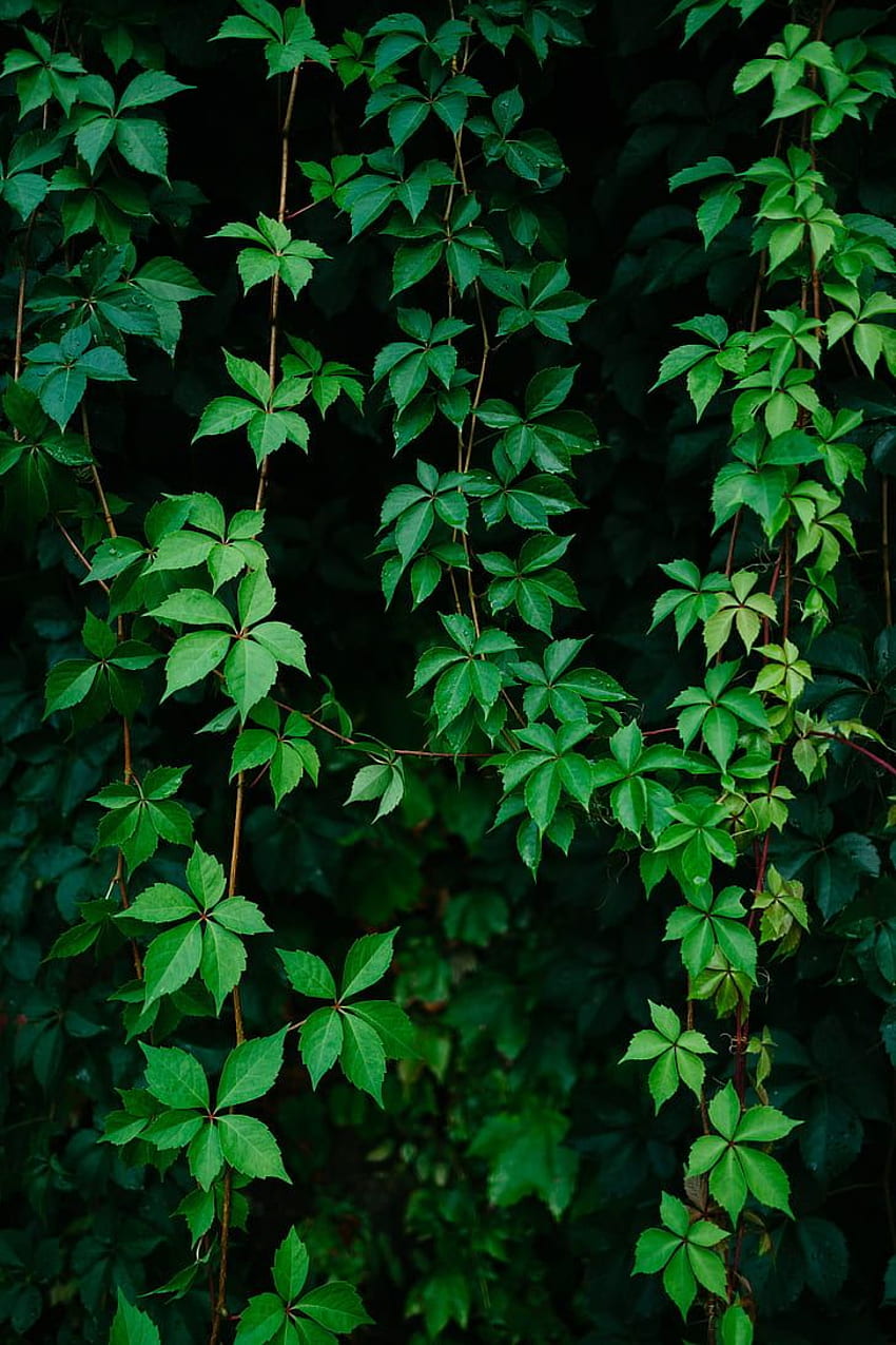 : leaves, plant, green, grapes, vine HD phone wallpaper