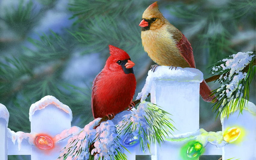 Winter Cardinal Bird 3872 - Site HD wallpaper