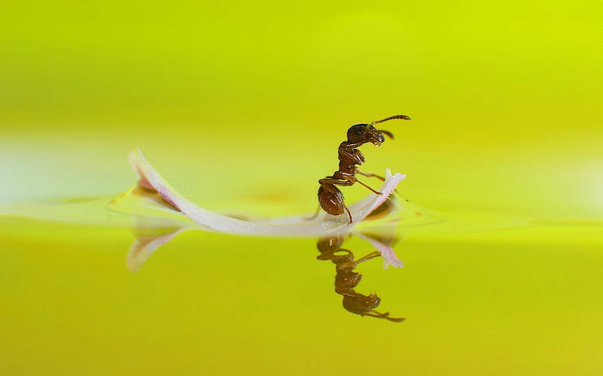 Ant leaf boat HD wallpaper