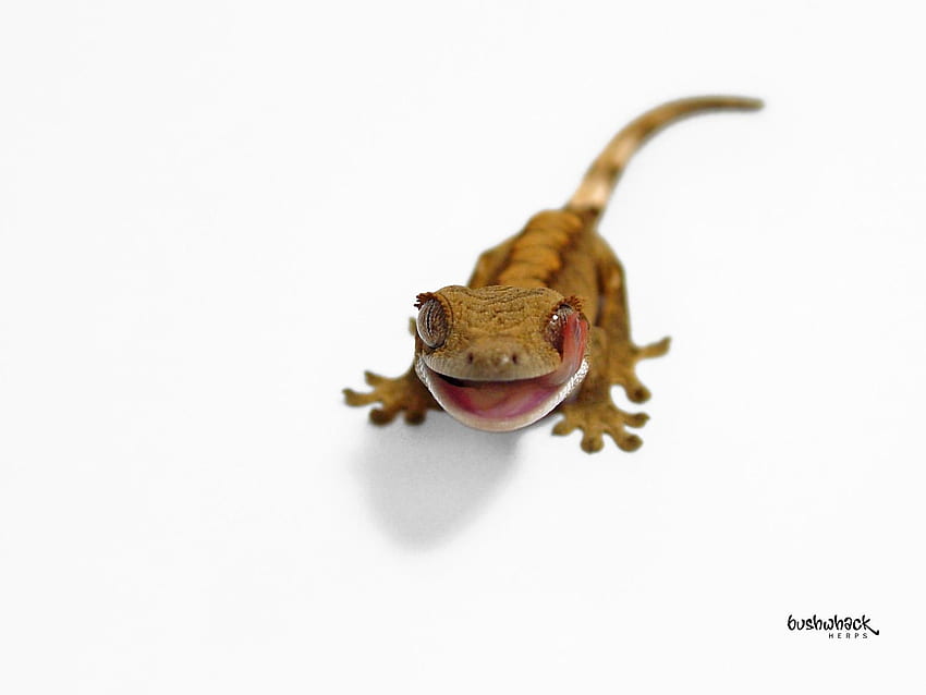 Crested Gecko HD wallpaper