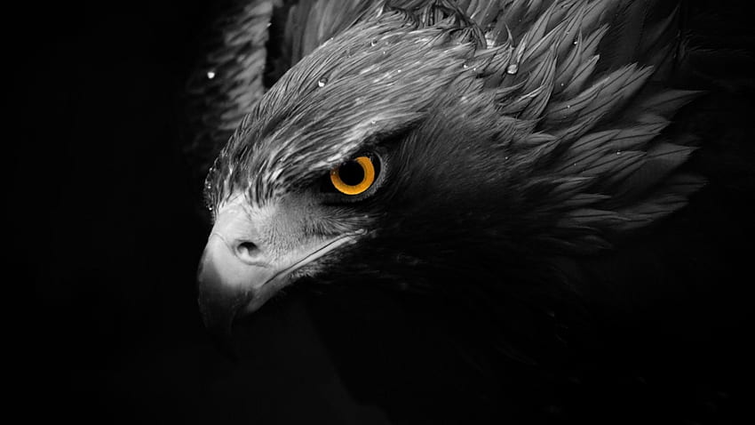 monochrome, artwork, lion, eagle, bird, darkness, wing, screenshot, computer , black and white, monochrome graphy. Mocah HD wallpaper