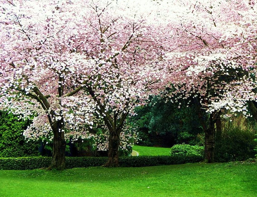 Endless blossoms, blossoms, trees, grass, many, trunks, spring HD wallpaper