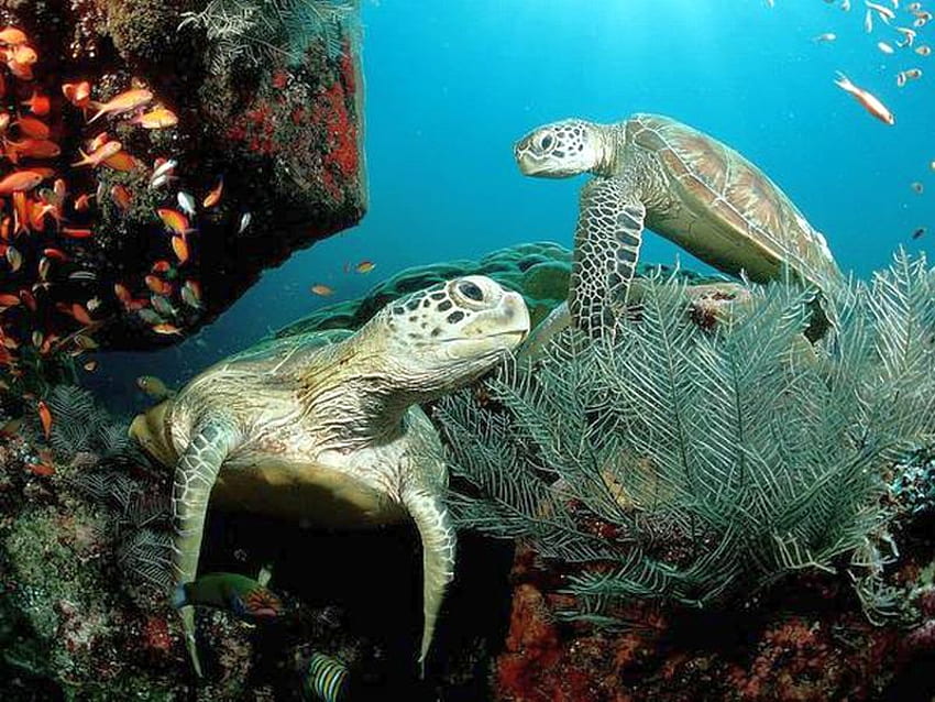 Tartarugas marinhas, mar, legal, tartarugas papel de parede HD