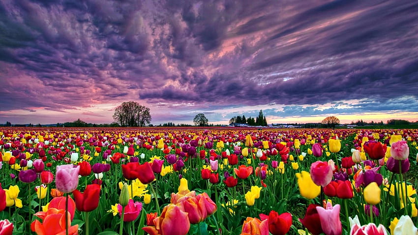 Colorful Tulips Field, colorful, field, clouds, sky, nature, flowers, tulips HD wallpaper