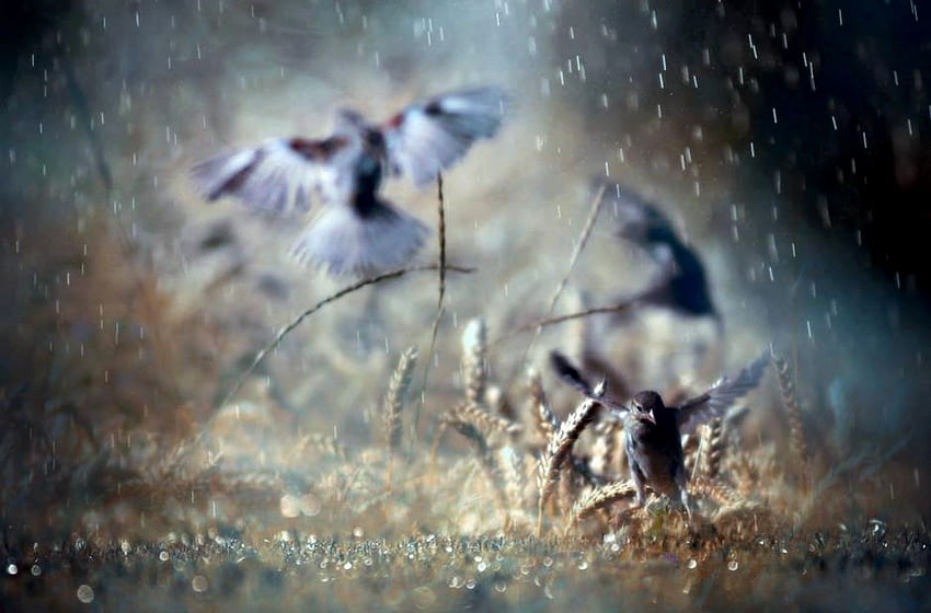 Radość, zwierzęta, woda, deszcz, ptaki Tapeta HD