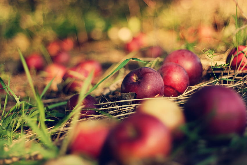 Land grass apples macro bokeh apple orchard bokeh HD wallpaper