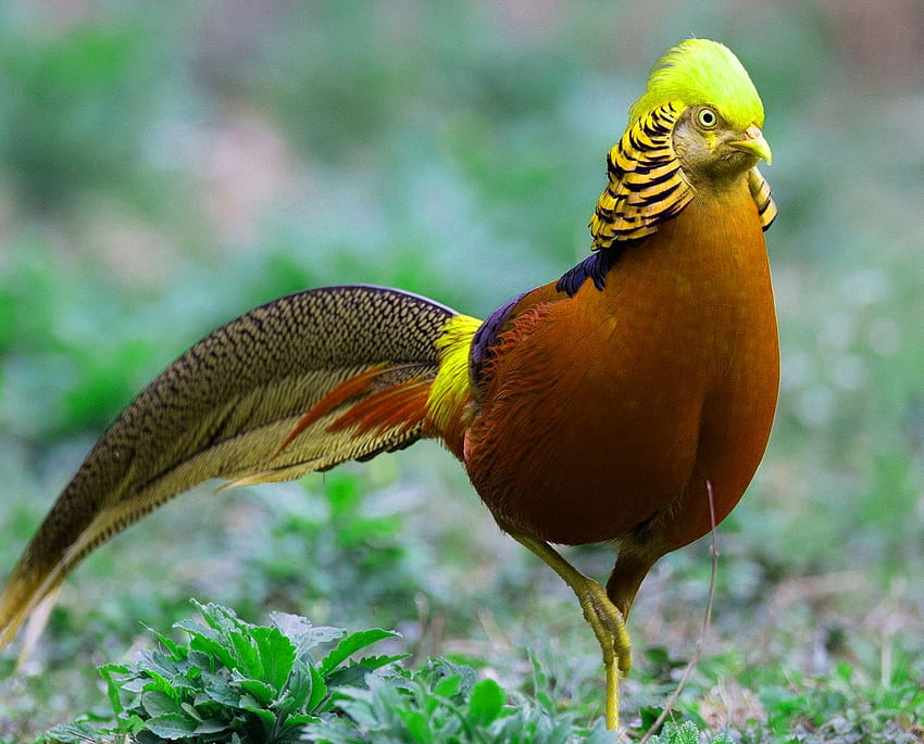 Красиво за Whatsapp Dp с цветна природа - красиви птици - и фон HD тапет