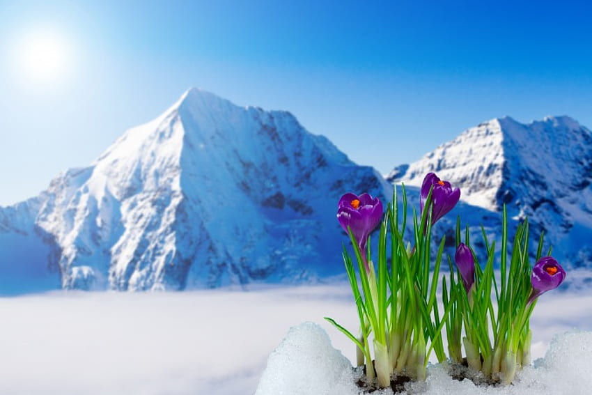 Spring Crocuses, açafrão, neve, flores, primavera, montanhas, sol papel de parede HD