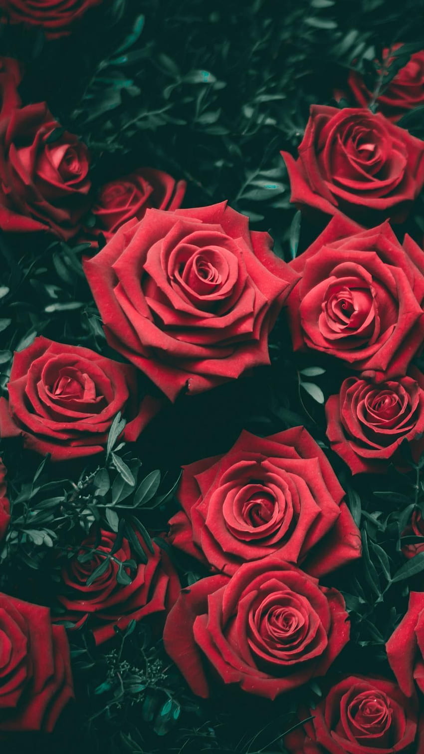 Red Roses Wallpaper 4K Flower bouquet Black background 1518