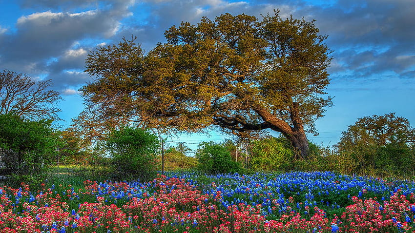 Dawn's Early Light, kwiaty, drzewo, park, poranek, kolory, wiosna Tapeta HD