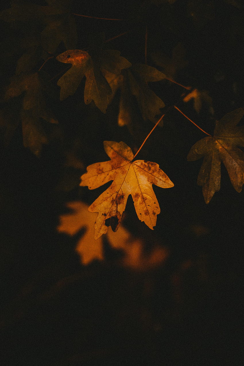 Nature, Autumn, Macro, Sheet, Leaf, Veins HD phone wallpaper