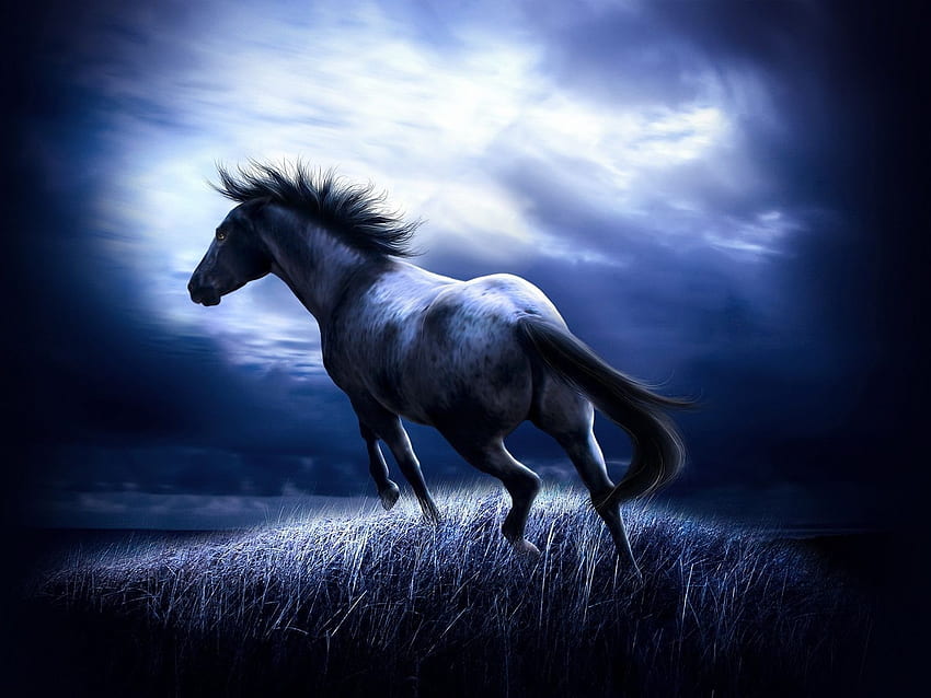 dziki i koń, trawa, niebo, pole Tapeta HD