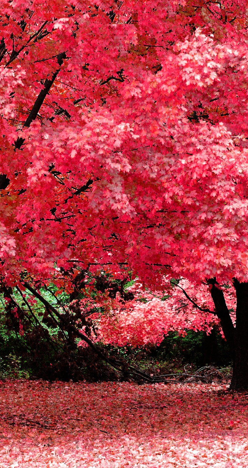 Pink Nature Background Images - Free Download on Freepik