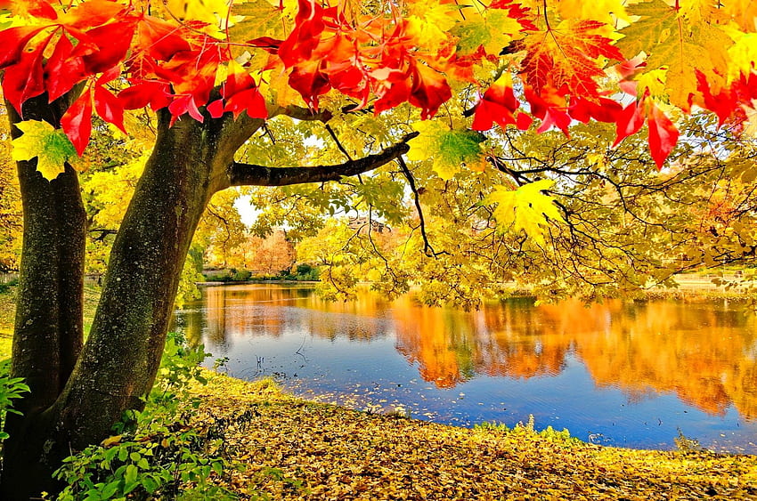 Autumn season, autumn, lake, tranquility, river, golden, fall, colors, serenity, leaves, season, reflection, branches, trees HD wallpaper