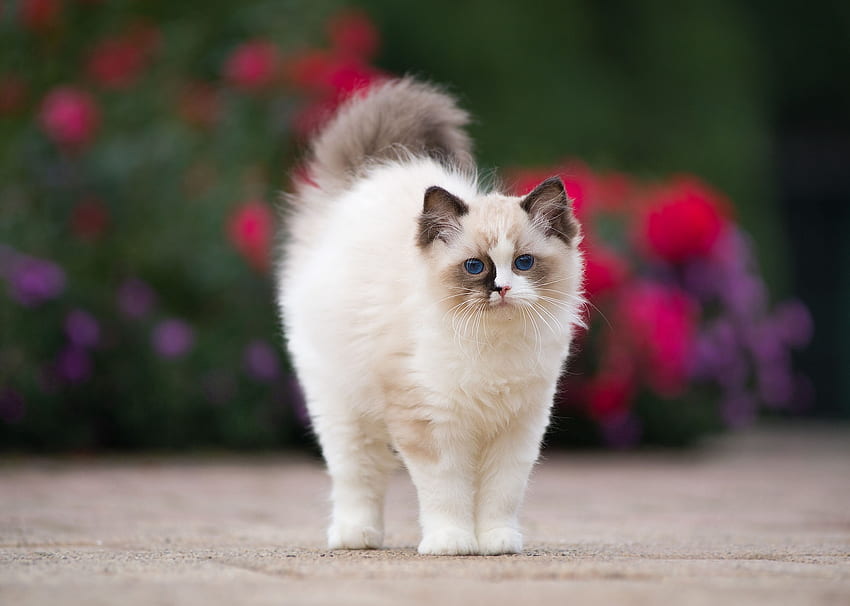 Kociak, pisica, zwierzę, biały, syjamski, uroczy, kot Tapeta HD