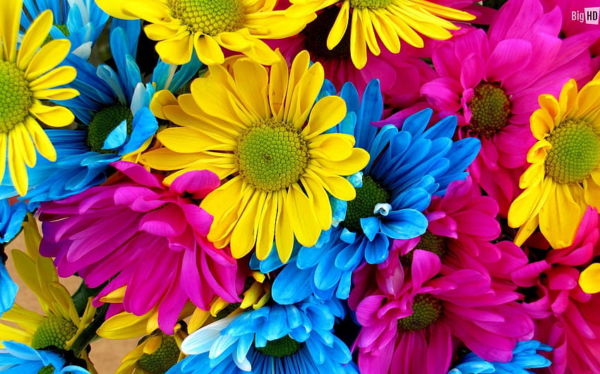 Angezeigt werden 16 für Bunte Gänseblümchen-Blume, Bunte Gänseblümchen HD-Hintergrundbild