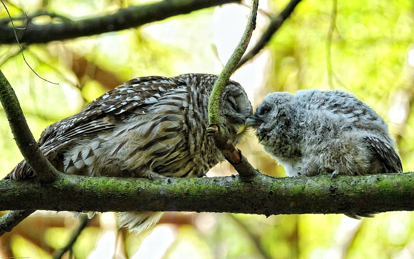 Animals, Birds, Owl, Couple, Pair, Branches, Tenderness HD wallpaper