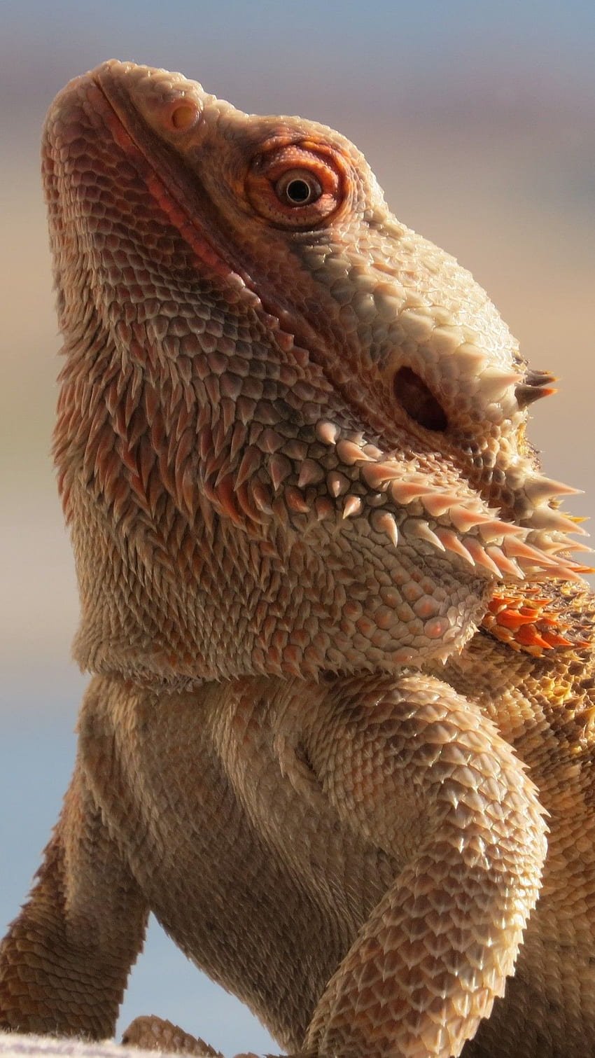 Central Bearded Dragon, Scary, Reptile, Lizard HD phone wallpaper