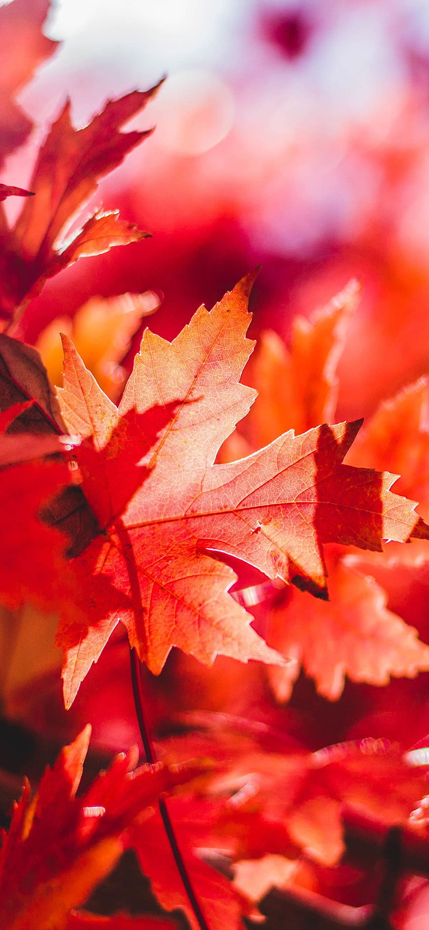 Maple Leaf Flower Red Fall Autumn Nature Via per IPhone X. Autumn Nature, Fall , Autumn graphy Sfondo del telefono HD