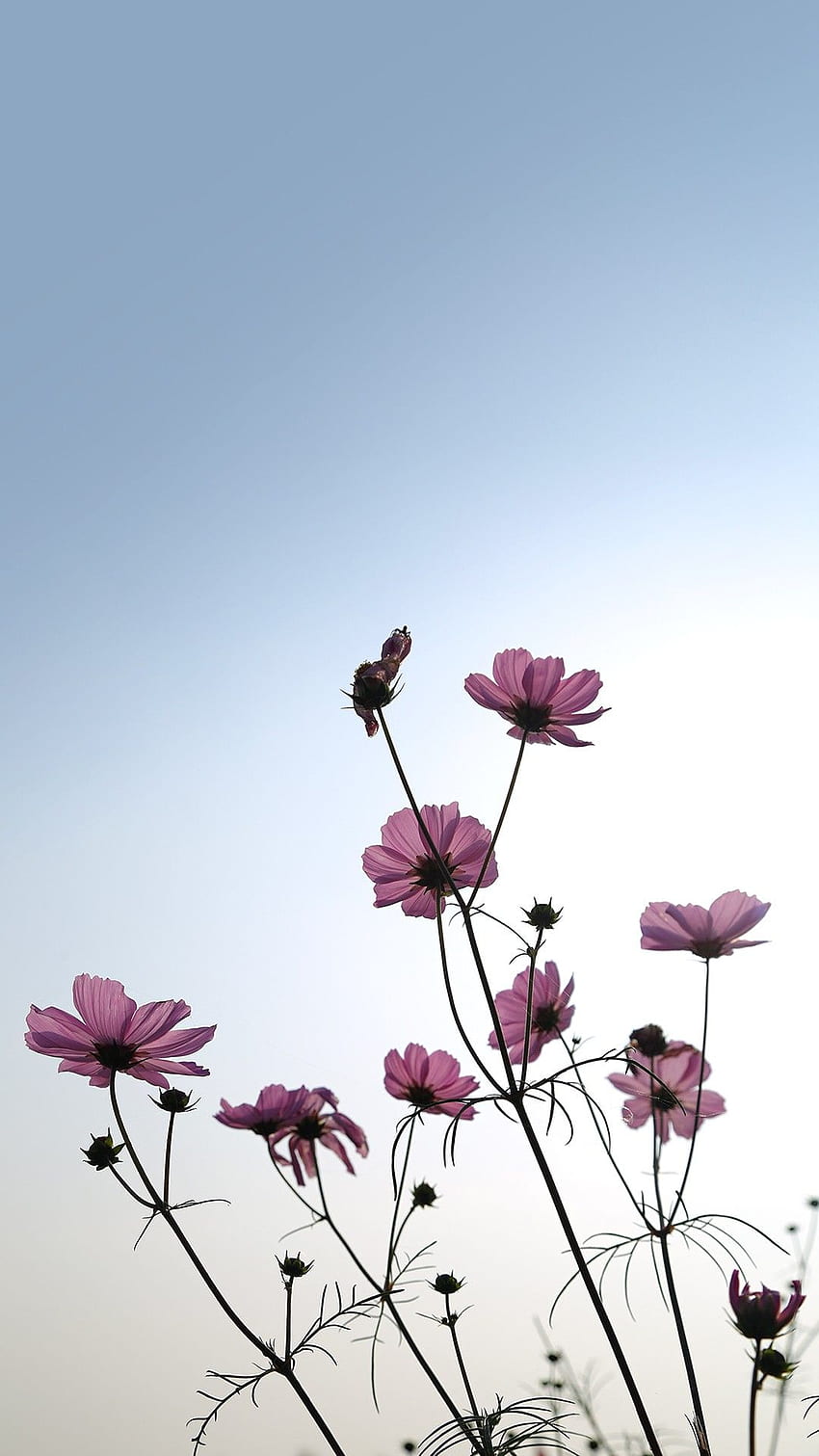 Zendha: Ästhetisches Blumen-Tumblr, Asethetic Blue Floral HD-Handy-Hintergrundbild