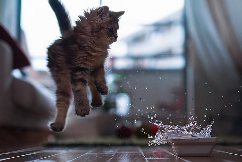 Splash and Jump!, kotek, słodki, kotek, plusk, koty, uroczy, piękny, gra, zwierzęta, godny podziwu, przyjaciele Tapeta HD