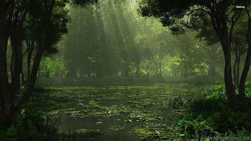 Swamp Background, Louisiana HD wallpaper