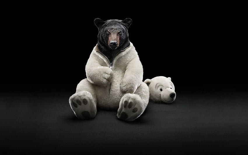 Bears, Funny, Animals HD wallpaper