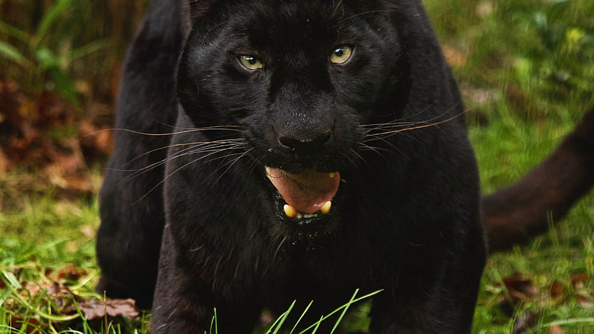 Pantera negra. Animal , Pantera negra , Animal salvaje, Jaguar negro Animal  fondo de pantalla | Pxfuel