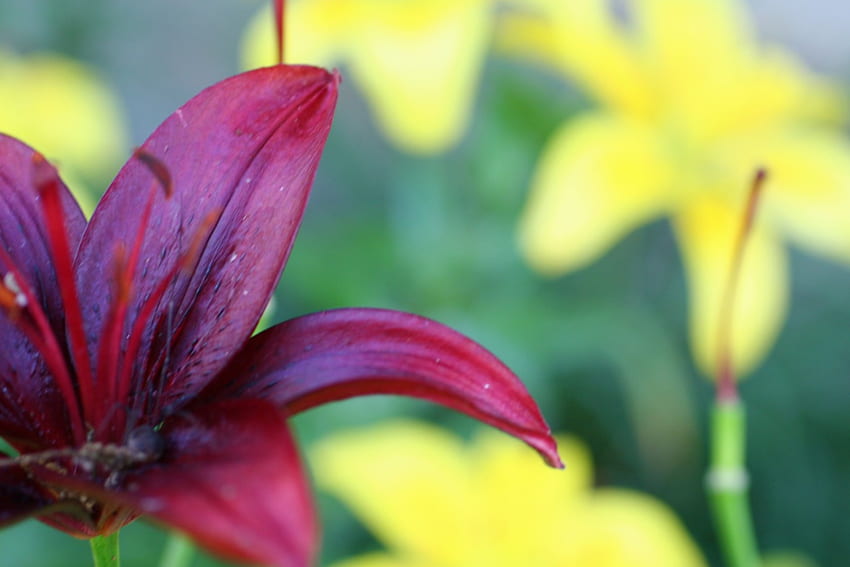 Alleinstehend, Garten, rot, gelb, Blume HD-Hintergrundbild