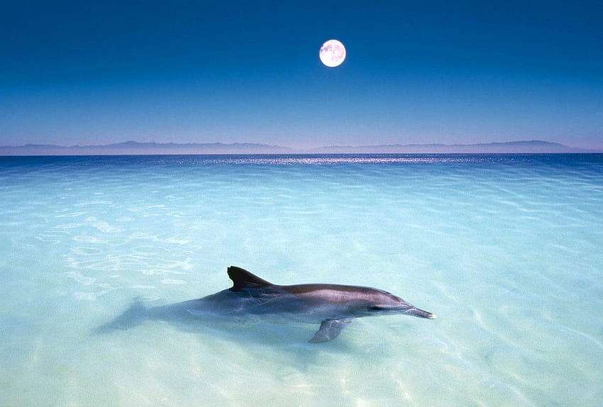 Dolphin Beach HD wallpaper