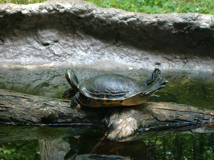 Acrobatic Turtle, moss, cute, north carolina, asheboro, zoo, turtle, acrobat, water, turtles HD wallpaper