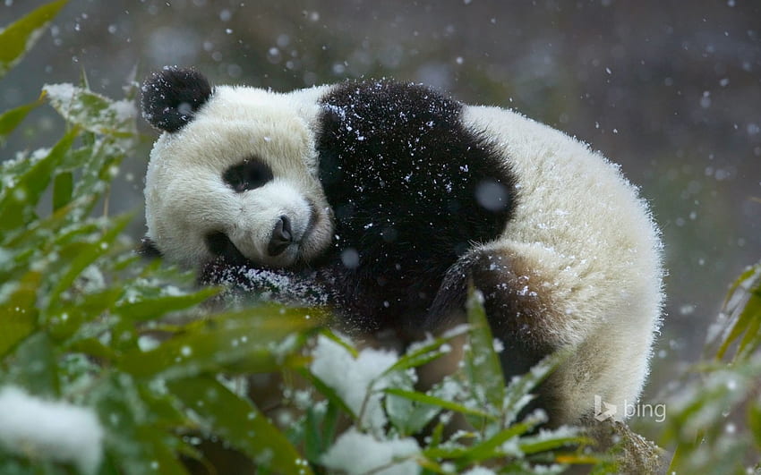 Cub panda géant (Ailuropoda melanoleuca) Réserve naturelle nationale de Wolong dans la province du Sichuan en Chine, géant, Chine, Panda, cub Fond d'écran HD